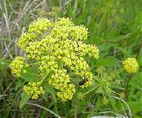 Thaspium trifoliatum var. flavum image