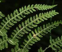 Thelypteris palustris var. pubescens image