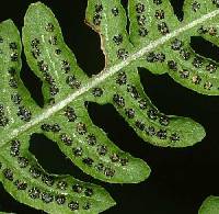 Thelypteris palustris var. pubescens image