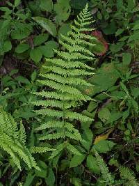 Thelypteris palustris var. pubescens image