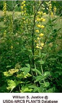 Image of Thermopsis villosa