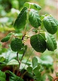 Toxicodendron radicans subsp. negundo image