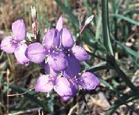 Image of Tradescantia bracteata