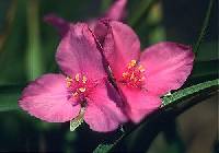 Tradescantia bracteata image