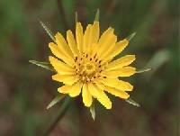 Tragopogon dubius image