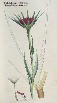 Tragopogon porrifolius image