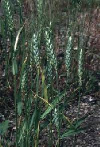 Image of Triticum aestivum