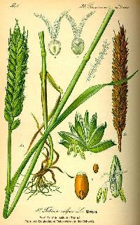 Triticum aestivum image