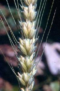 Triticum aestivum image