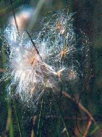 Trichophorum alpinum image