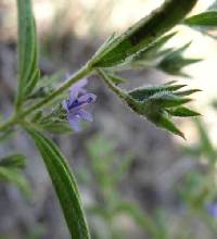 Trichostema brachiatum image