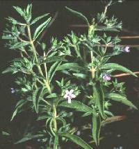 Image of Trichostema brachiatum
