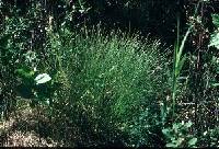 Image of Trichophorum cespitosum