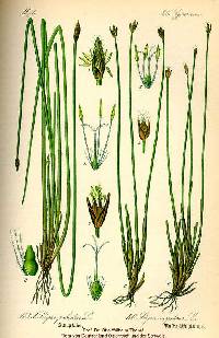 Trichophorum cespitosum image