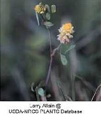 Image of Trifolium dubium