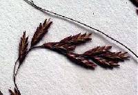 Image of Tridens flavus var. flavus
