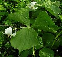 Image of Trillium flexipes