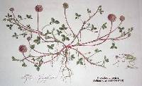 Trifolium fragiferum image