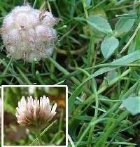 Trifolium fragiferum image