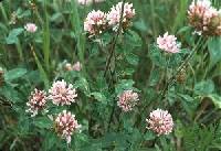 Trifolium hybridum image