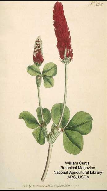 Trifolium incarnatum image