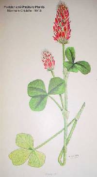 Trifolium incarnatum image