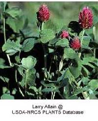 Trifolium incarnatum image