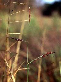 Image of Triplasis purpurea
