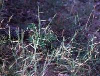 Triplasis purpurea image