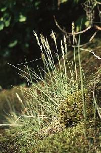 Image of Trisetum spicatum