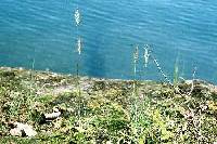 Trisetum spicatum image