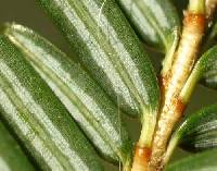 Tsuga canadensis image