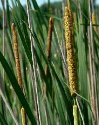 Image of Typha angustifolia