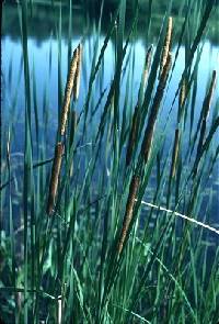 Typha angustifolia image
