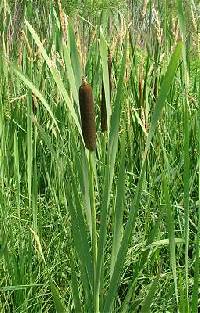 Image of Typha latifolia