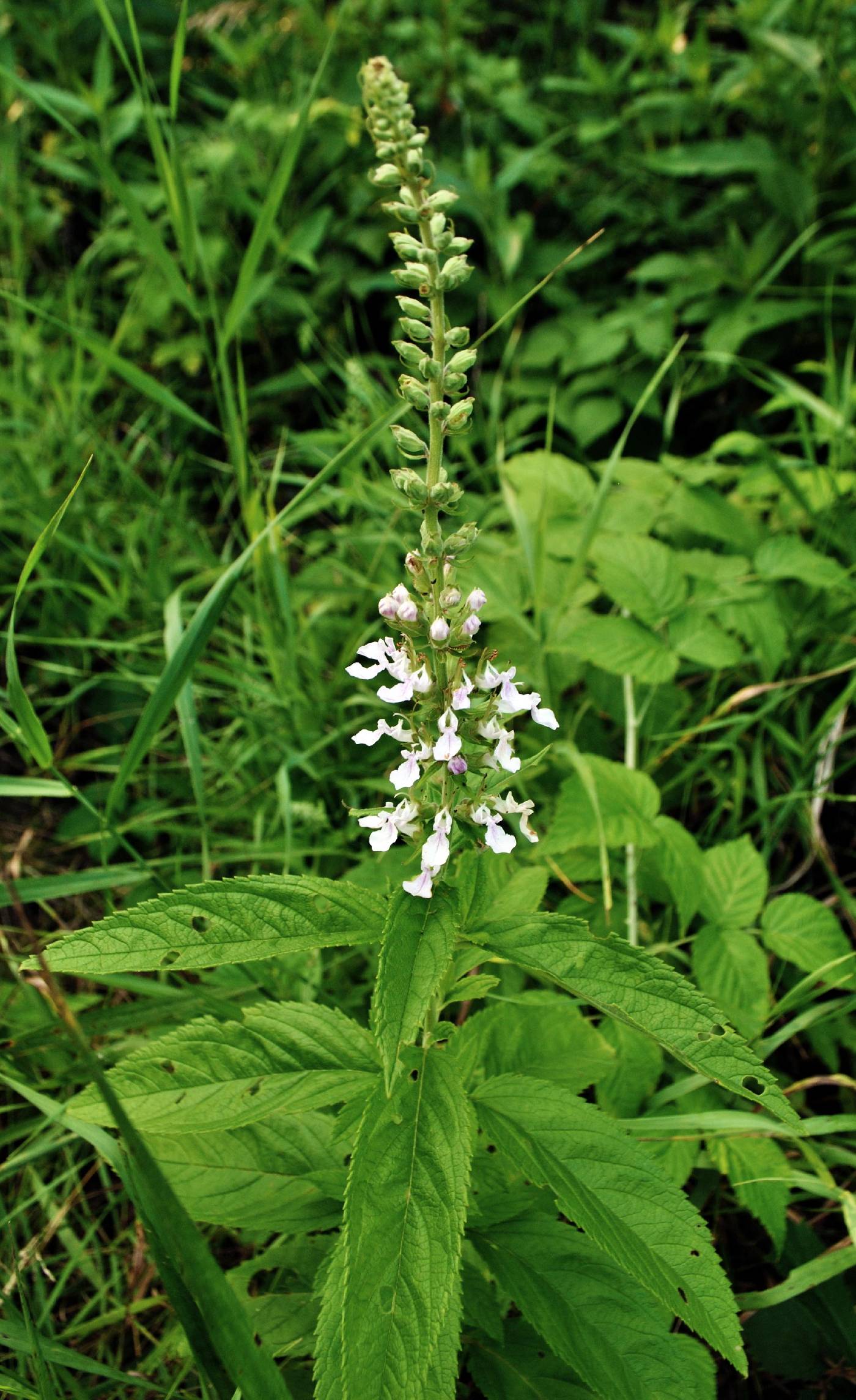 Teucrium canadense image