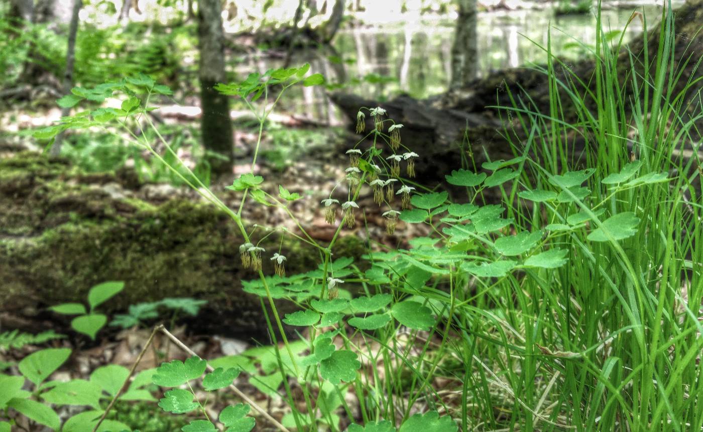 Thalictrum dioicum image