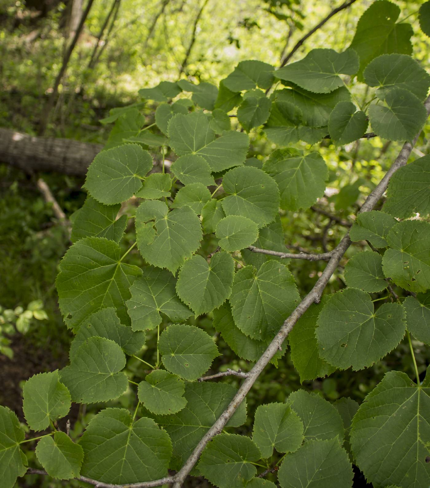 Tilia americana image