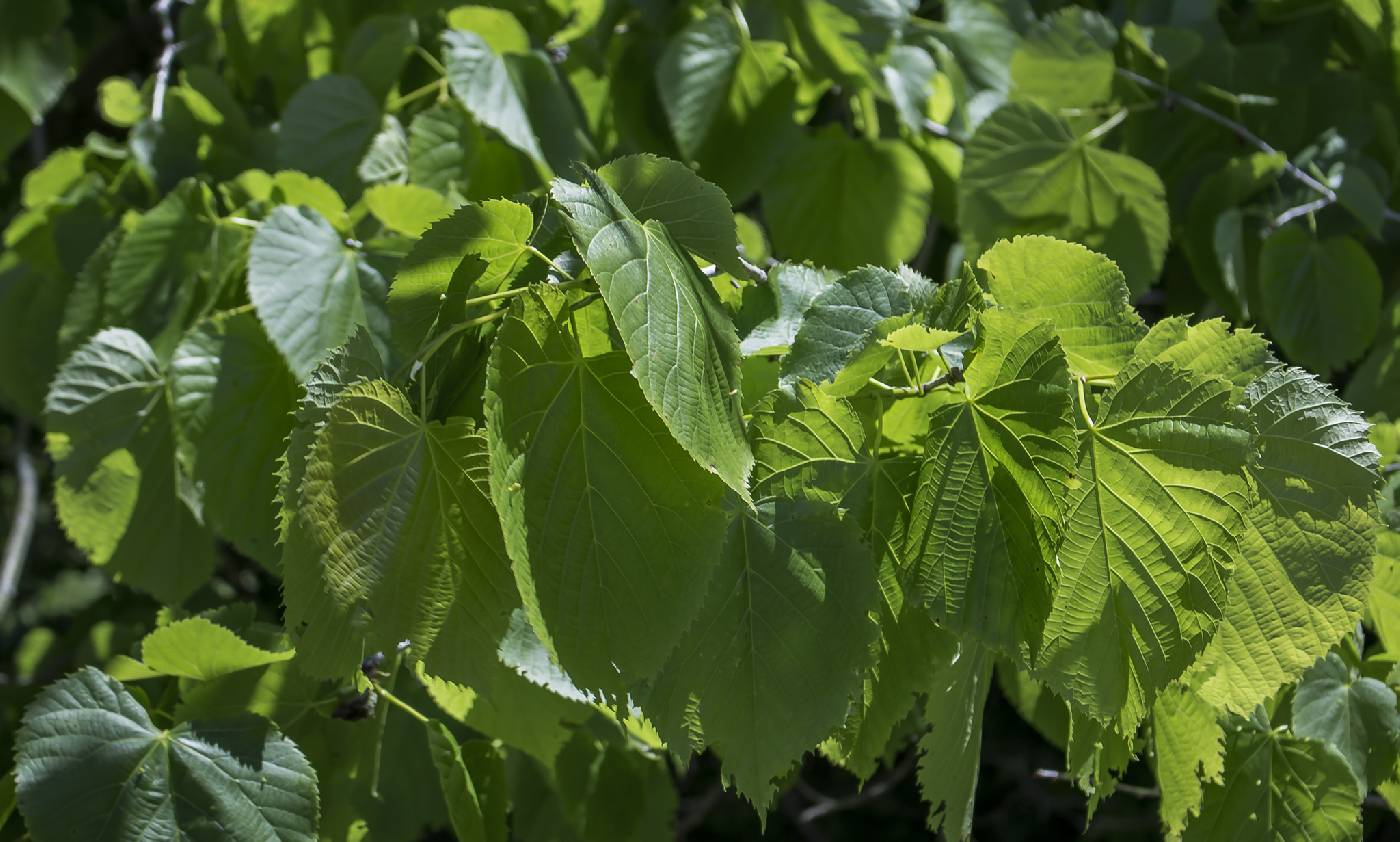 Tilia americana image