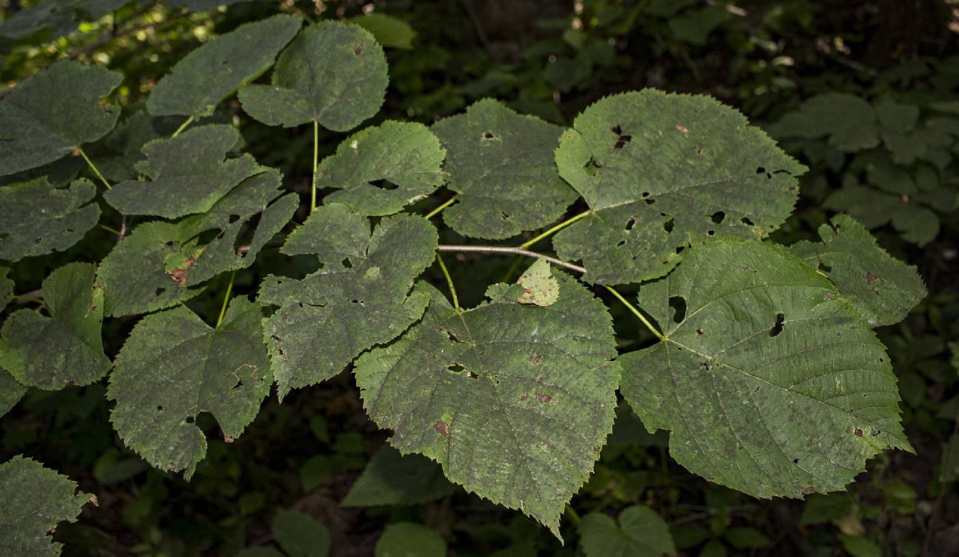 Tilia americana image