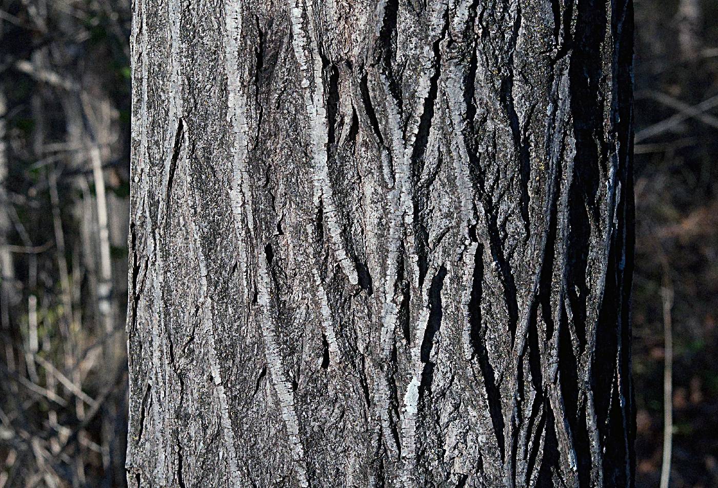 Tilia americana image