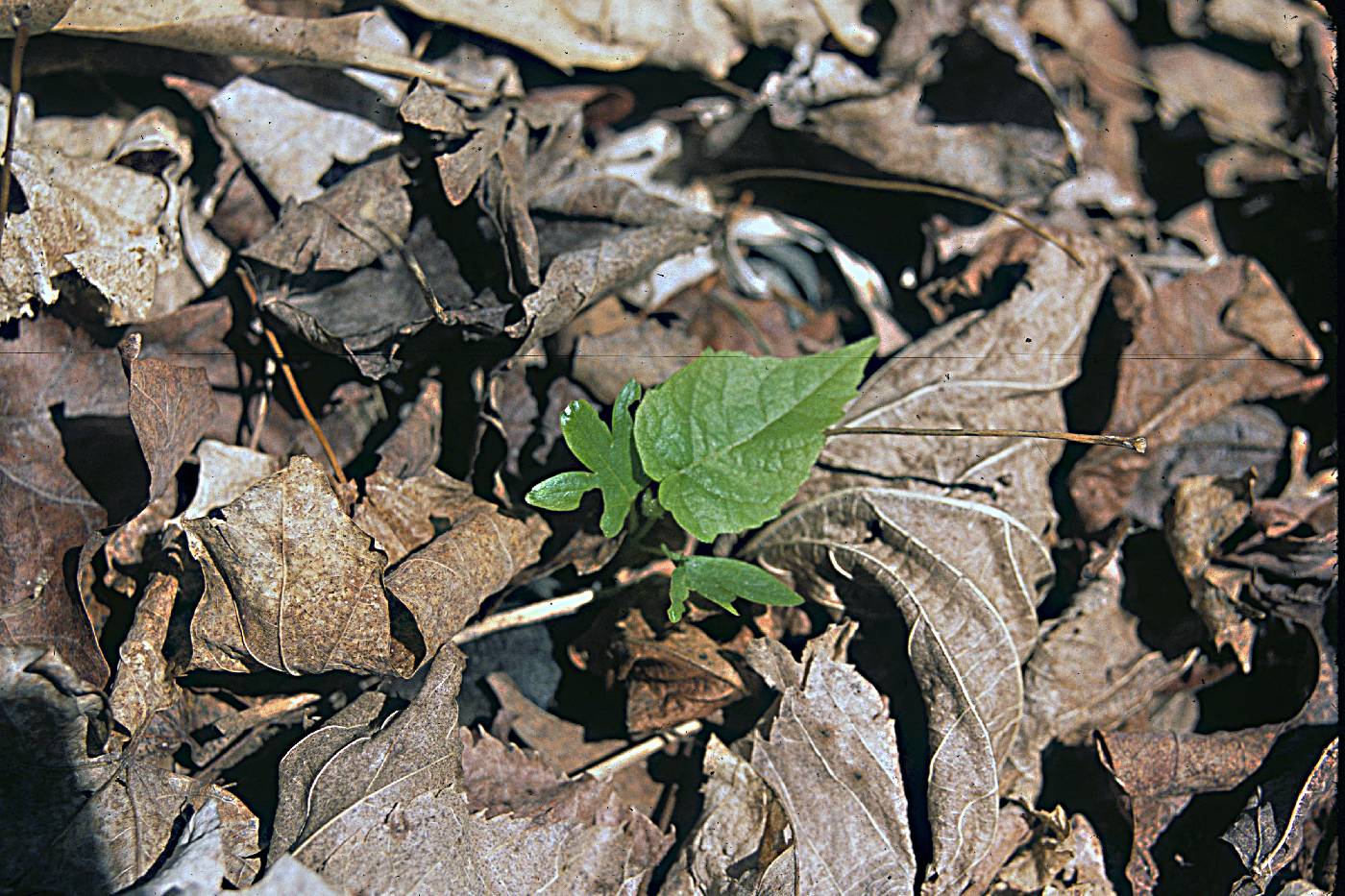 Tilia americana image