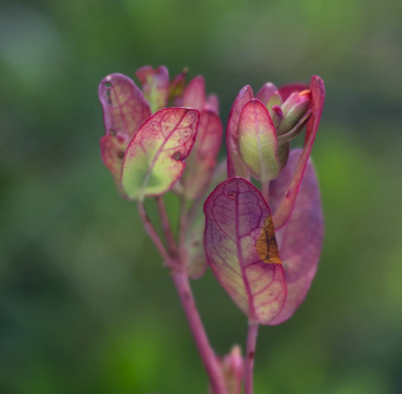 Triadenum fraseri image