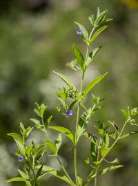 Trichostema brachiatum image