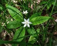 Trientalis borealis image