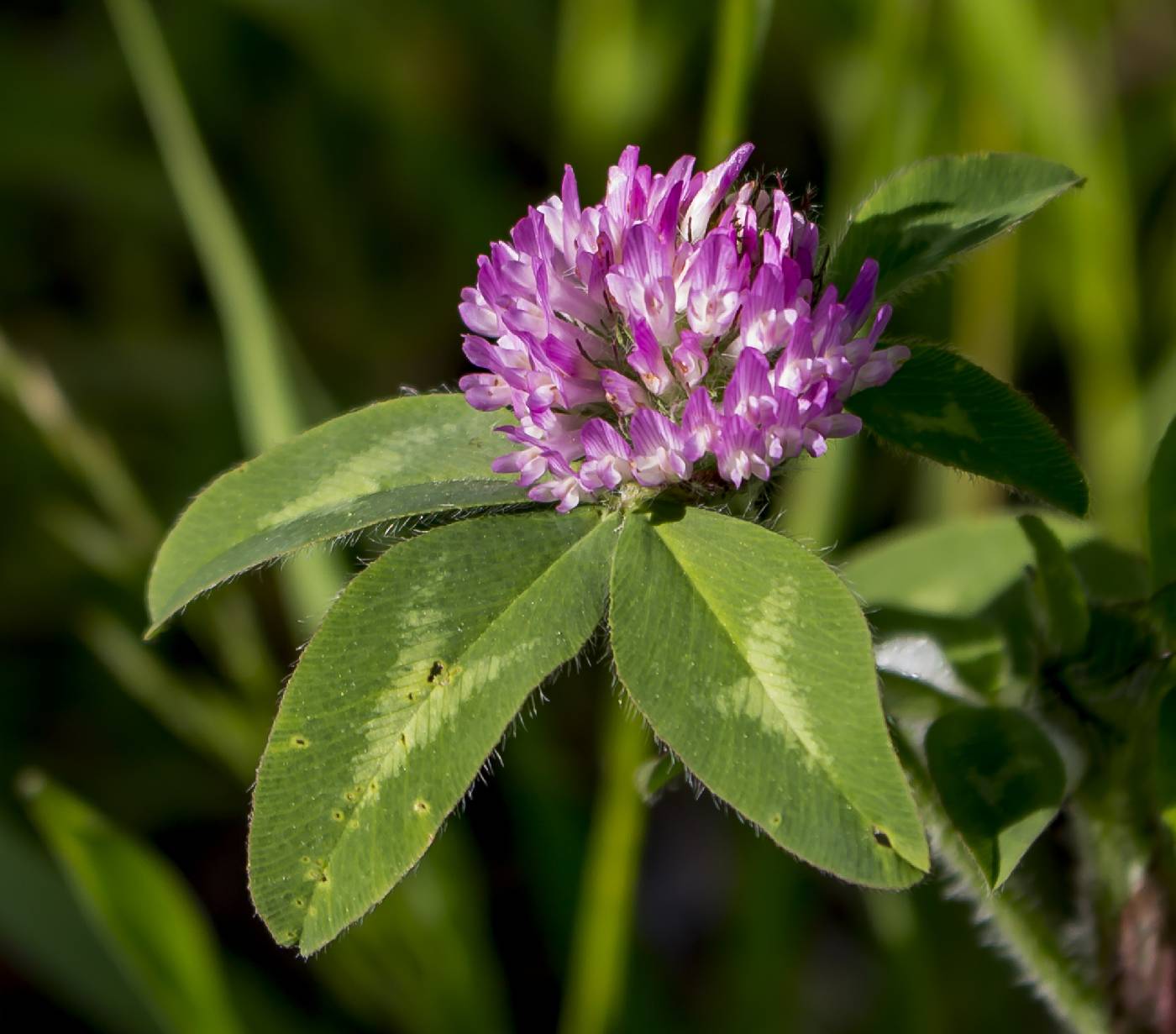 Trifolium pratense image