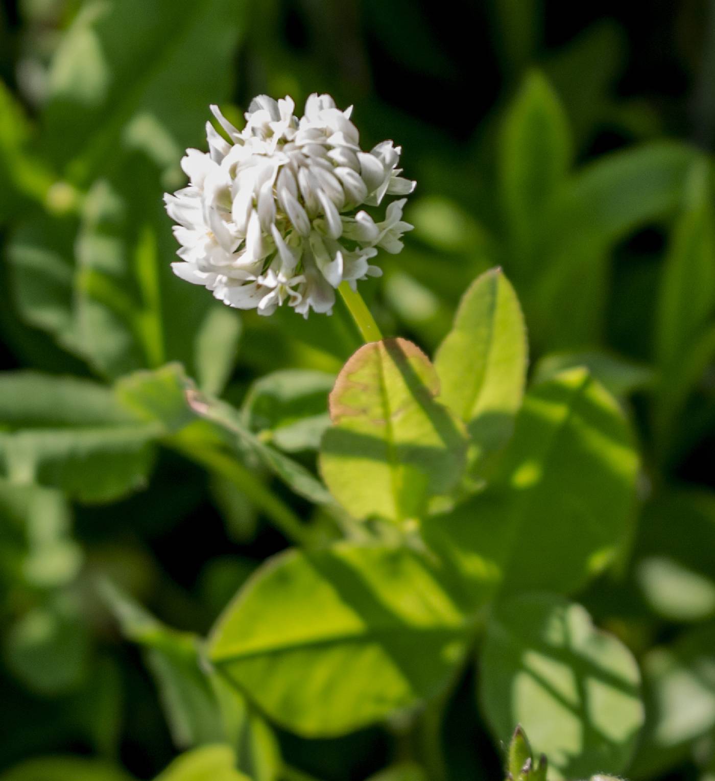 Trifolium repens image