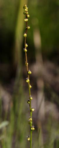 Triglochin palustris image