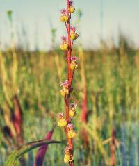 Triglochin palustris image