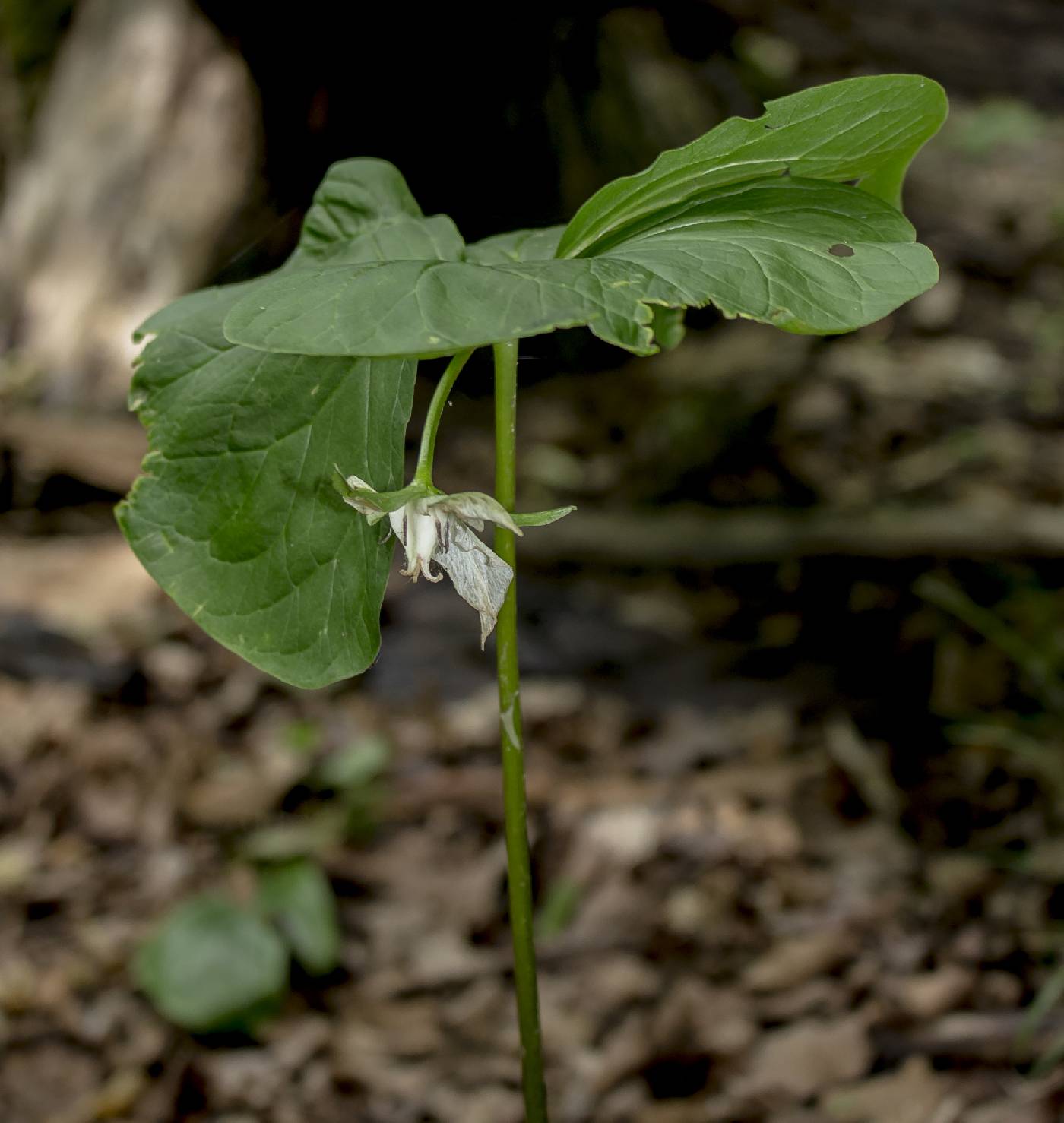 Trillium cernuum image